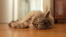Fluffy Domestic Cat Lies On Parquet Floor