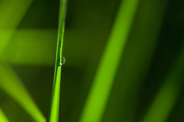 dew on grass