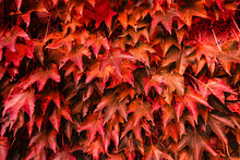 Closeup Of Red Five-leaved Ivy Background