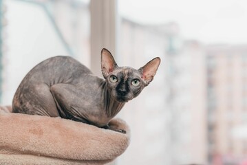 Closeup of a Sphynx cat sitting on a cat tower in a room