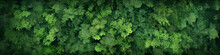 Dense Green Forest Aerial View