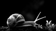 Black and white walking snail beautiful image Ai generated art