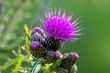 The beautiful violet colored flowers of the marsh thistle (Cirsium palustre)