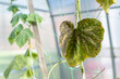 Cucumber plants infected by Whitefly - dry dark leafs.