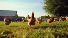 A Flock Of Chickens In Free Range. Raising Free Range Chickens Has Many Benefits