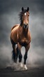 portrait of a strong and muscular racehorse, grey background
