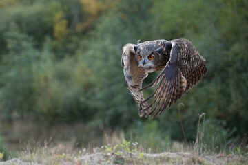 Wall Mural - the great eagle owl (bubo bubo) is a large species of owl in the strigidae family. it is the largest