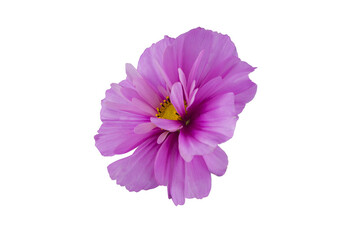 beautiful cosmos flowers isolated on white background