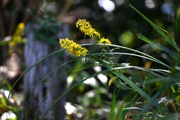 Canvas Print - Goldenrod ( Solidago virgaurea ) flowers. Asteraceae perennial plants. Many yellow flowers bloom in racemes from August to November. Young leaves are wild vegetables.