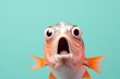 © RealPeopleStudio - Studio portrait of shocked fish with surprised eyes