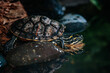 Close up of turtle in tropical forest
