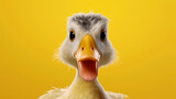 Fototapeta  - funny duck, portrait, on an isolated background