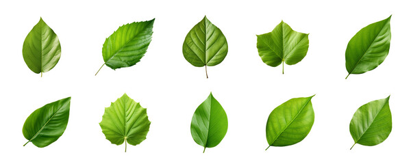 Wall Mural - Collection of green leaves isolated on a transparent background