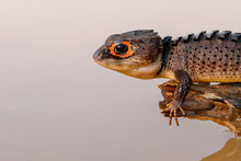 Close-up Of A Stunning Red-eyed Crocodile Skink (Tribolonotus Gracilis) Perched On A Tree Branch, Gently Placed In Water For A Natural Habitat Feel With A Reflection