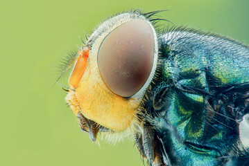 Wall Mural - Extreme Close up of tiger flies eyes