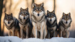 © onThKim - a group of wolfs standing in the snow
