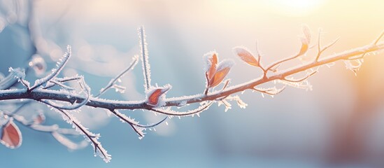 Wall Mural - Vintage tones highlight the branch covered in hoarfrost on a cold winter morning against the backdrop of snow under the sunrise