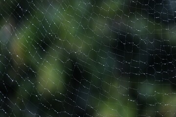 spider web with dew drops