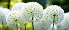 In The Garden There Is A Close Up View Of The Wild Onion Allium Pskemense Blossoming With White Flowers Arranged In Globe Shaped Clusters