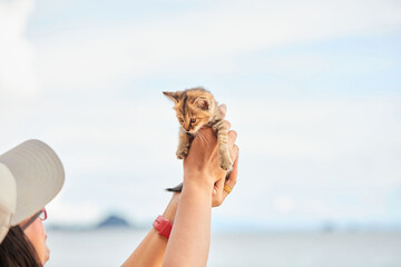 Wall Mural - Close-up of woman holding kitten