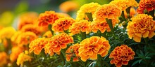 The Background Of Summer Is Adorned With Marigold Flowers In Shades Of Orange And Yellow On A Flowerbed