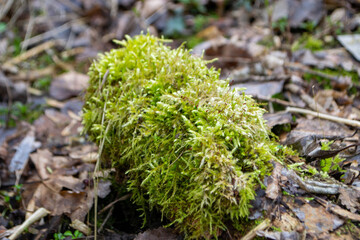 A tree trunk with moss on it and a sky background