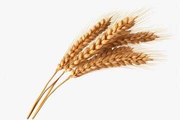 Wall Mural - an ear of wheat isolated on white background