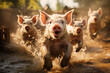 Pigs running through a mud puddle, pink piglet having fun, animals on the farm