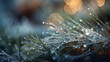 © Anastasiia Shkut - close up of frozen pine needles