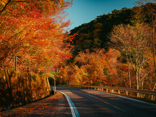 Wall Mural - beautiful landscape of red maple leaves in a forest near the driving road in autumn, mt.ishizuchi in