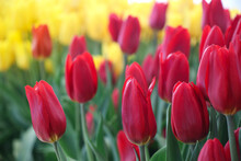 Closed Up Red And Yellow Tulips With Two Tones Brightness In The Garden Background