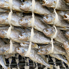 Wall Mural - Korea fish food dried yellow corvina