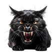 Hissing Black Cat Isolated on Transparent or White Background, PNG