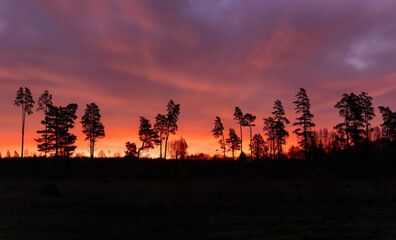 Wall Mural - panoramic view on the stunning sunset in the countryside. colorful sky with tree silhouettes