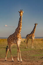 2 Kenyan Giraffes