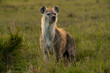 © Patrick Masse - Hyena on alert for food
