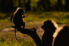 Baby Baboon And Mum Against The Evening Light