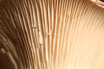 Macro photo of oyster mushroom as background