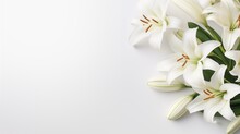 Branch Of White Lilies Flowers, Mourning Or Funeral Background, Condolence Card With Copy Space For Text