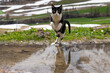 Eine Katze beim Absprung über das Wasser