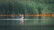 Fischadler bei der Jagt an einem See in Mecklenburg-Vorpommern, 