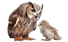 Owl And Little Cute Owlet, Cut Out