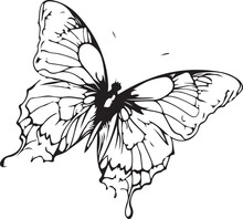 Black Butterfly Silhouette Icon, Isolated On White Background
