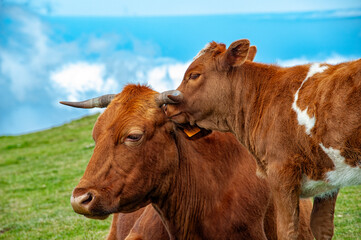 Wall Mural - Close-up of a cow head