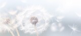 Fototapeta Dmuchawce - dandelion on a white background, condolence, grieving card, loss, funerals, support