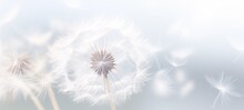 Dandelion On A White Background, Condolence, Grieving Card, Loss, Funerals, Support