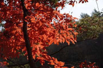 Wall Mural - red autumn leaves