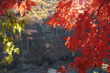 Wall Mural - red maple leaves