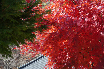 Wall Mural - red maple leaves