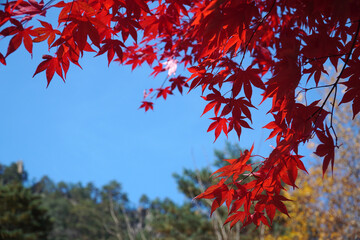 Wall Mural - red maple leaves